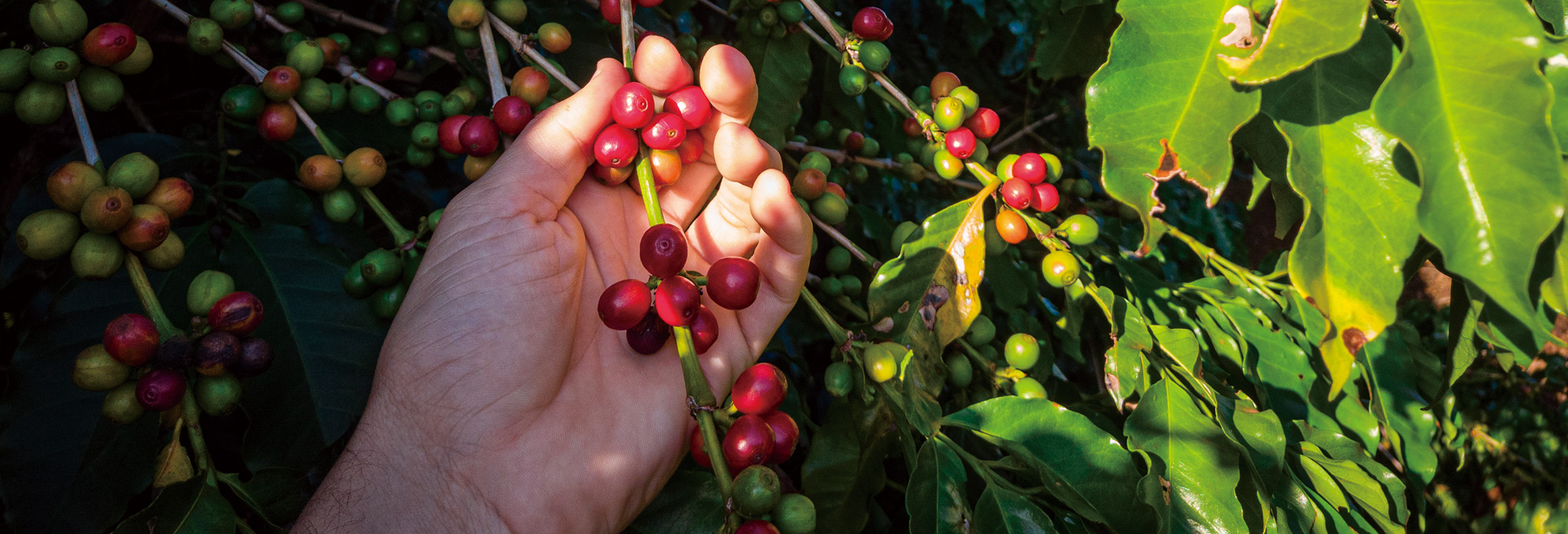 ずっと続けられる美味しさの秘密は？ C COFFEEのこだわり大解剖