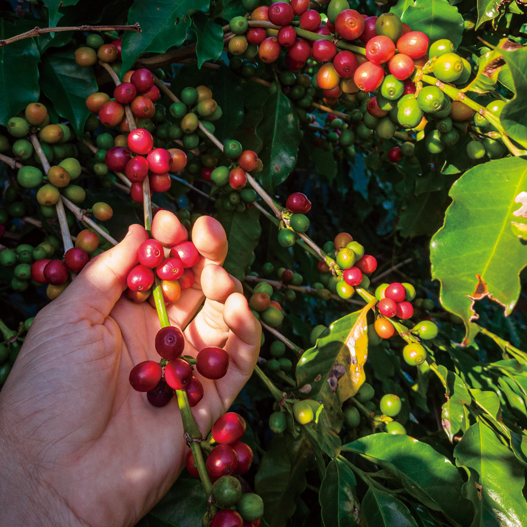 ずっと続けられる美味しさの秘密は？ C COFFEEのこだわり大解剖